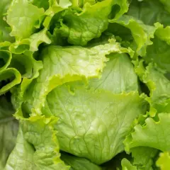 Nahaufnahme eines frisch gewachsenen Eisbergsalats. Die grünen, krausen Blätter sind perfekt für den Anbau von Salat.