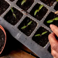 Kleine Tomatenpflanzen sprießen in Anzuchtschalen. Die Tomaten Aussaat beginnt, ein Finger berührt vorsichtig die Erde.