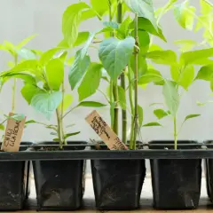 Junge Paprika-Pflanzen in Töpfen. Der richtige Abstand beim Paprika pflanzen ist wichtig für gesundes Wachstum.