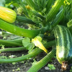 Zucchini pflanzen im Garten: Eine junge Zucchini wächst neben gelben Blüten.