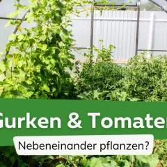Grünes Gewächshaus mit üppigen **Tomaten und Gurken**, die nebeneinander wachsen.