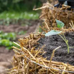 Kleine Setzlinge wachsen in einem Strohballen-Hochbeet, ideal, um einen Kartoffelturm selber bauen. Eine kleine Handschaufel liegt bereit.