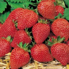 Reife, rote Erdbeeren liegen auf Stroh. Ein Bild, das Lust macht, Erdbeeren aus Samen zu ziehen und selbst diese süßen Früchte zu ernten.