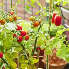 Reife und grüne Tomaten hängen an einem Strauch, der in guter Tomaten Erde wächst.