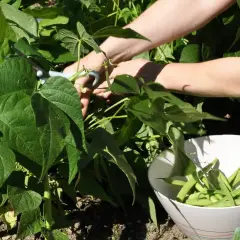 Hände ernten frische buschbohnen im hochbeet. Eine Schüssel füllt sich mit den grünen Bohnen.