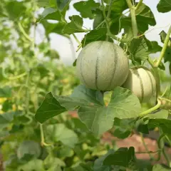 Junge Honigmelone Pflanze mit zwei Früchten, die an einem grünen Ranken wachsen. Im Hintergrund eine Reihe von Pflanzen in einem Gewächshaus.