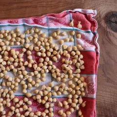 Kichererbsen keimen auf einem karierten Tuch. Kleine Keimlinge sprießen aus den hellbraunen Hülsenfrüchten, bereit für die nächste Mahlzeit.
