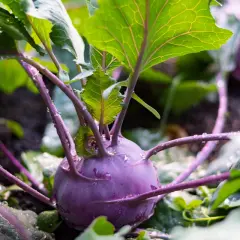 Ein lila Kohlrabi mit grünen Blättern und Wassertropfen. Der richtige Kohlrabi Abstand sorgt für gesundes Wachstum.