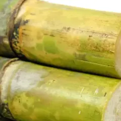 Stapel von grünen Zuckerrohrstangen, die zeigen, was ist rohrzucker: die Quelle für süße Leckereien.