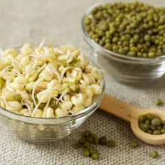Frische mungbohnen sprossen in einer Glasschüssel, daneben eine Schüssel mit ganzen mungbohnen und ein Holzlöffel voller Sprossen.
