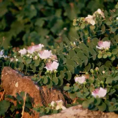 Kapern anbauen: zarte Blüten und grüne Knospen auf einem Felsen.