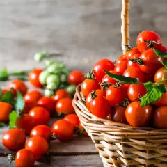 Korb voller reifer, saftiger honigtomaten, bereit zum Ernten. Grüne Tomaten im Hintergrund.
