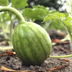 Eine kleine, grüne Wassermelone wächst am Boden. Die zarten Ranken und Blätter deuten auf das erfolgreiche Wassermelone pflanzen hin.
