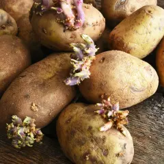 Keimende Kartoffeln auf Holz. Bis wann kann man Kartoffeln pflanzen? Frühling ist die beste Zeit, um diese Knollen in die Erde zu bringen.
