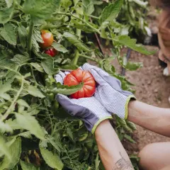 Hände in Gartenhandschuhen ernten eine reife Tomate. Die Frage "wann kann man Tomaten pflanzen" wird durch die Ernte beantwortet: im Sommer!