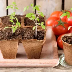 Kleine, grüne Tomatenpflanzen in Torftöpfen, bereit zum Auspflanzen. Im Hintergrund reife Tomaten.