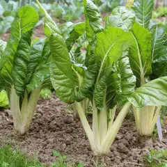 Frisch im Garten: Üppige mangold pflanzen mit großen, grünen Blättern und hellen Stielen wachsen im Beet.