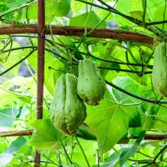 Grüne Chayote-Früchte hängen an einer Ranke. So einfach ist es, Chayote anzubauen und frische Früchte zu ernten.