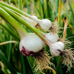 Frisch geernteter Knoblauch mit Wurzeln und grünen Stielen, bereit zum Trocknen. Das Ergebnis des erfolgreichen Knoblauch pflanzen.