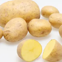 Mehrere Kartoffeln, eine davon halbiert, zeigen ihren gelben Fruchtfleisch. Der hohe Kartoffel Wassergehalt macht sie saftig.
