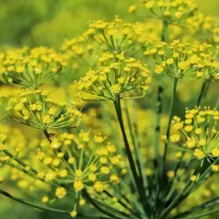 Nahaufnahme von gelben Doldenblüten, die zeigen, wie man Fenchel anbauen kann.