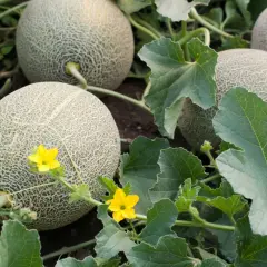 Reife Cantaloupe-Melonen wachsen auf dem Feld, umgeben von grünen Blättern und kleinen gelben Blüten.