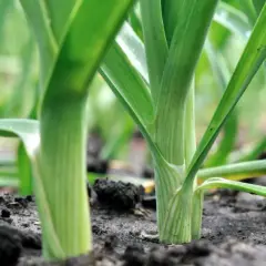 Grüner Lauch wächst dicht gedrängt in einem Hochbeet. Die langen, schlanken Stiele ragen aus dunkler Erde.