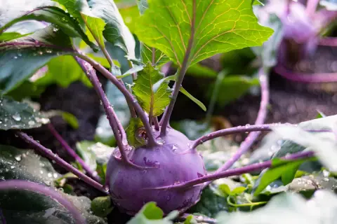 Ein lila Kohlrabi mit grünen Blättern und Wassertropfen. Der richtige Kohlrabi Abstand sorgt für gesundes Wachstum.