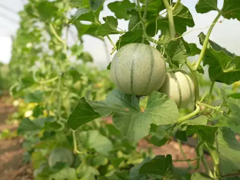 Honigmelonen anbauen - So gelingt die Ernte in Deutschland