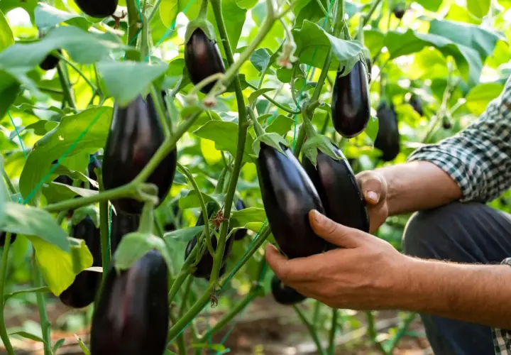 Hände prüfen reife Auberginen an der Pflanze. Die Erntezeit für das Aubergine pflanzen ist gekommen.