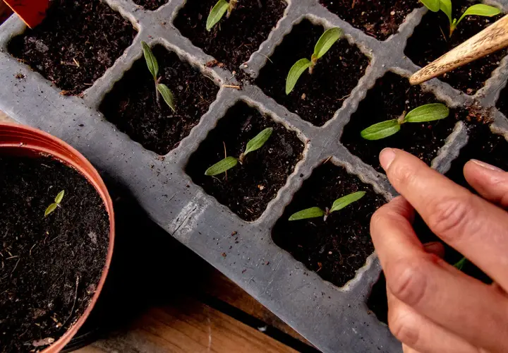 Kleine Tomatenpflanzen sprießen in Anzuchtschalen. Die Tomaten Aussaat beginnt, ein Finger berührt vorsichtig die Erde.