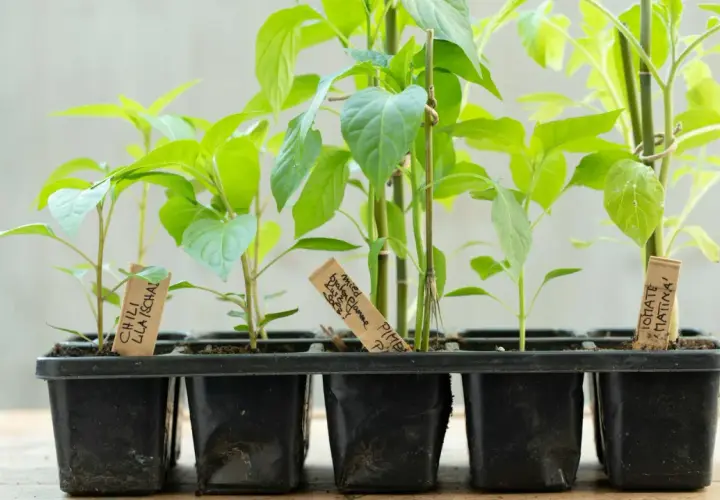 Junge Paprika-Pflanzen in Töpfen. Der richtige Abstand beim Paprika pflanzen ist wichtig für gesundes Wachstum.
