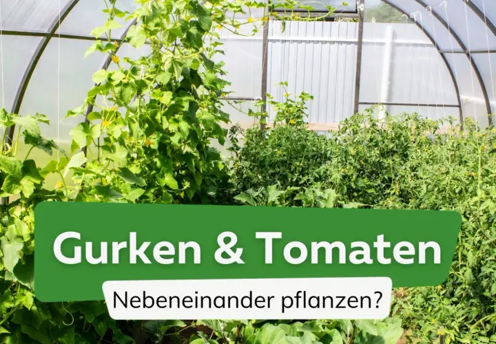 Grünes Gewächshaus mit üppigen **Tomaten und Gurken**, die nebeneinander wachsen.