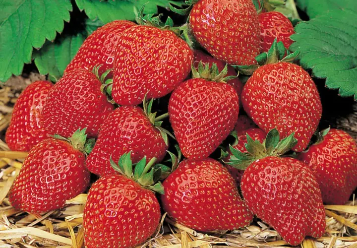 Reife, rote Erdbeeren liegen auf Stroh. Ein Bild, das Lust macht, Erdbeeren aus Samen zu ziehen und selbst diese süßen Früchte zu ernten.