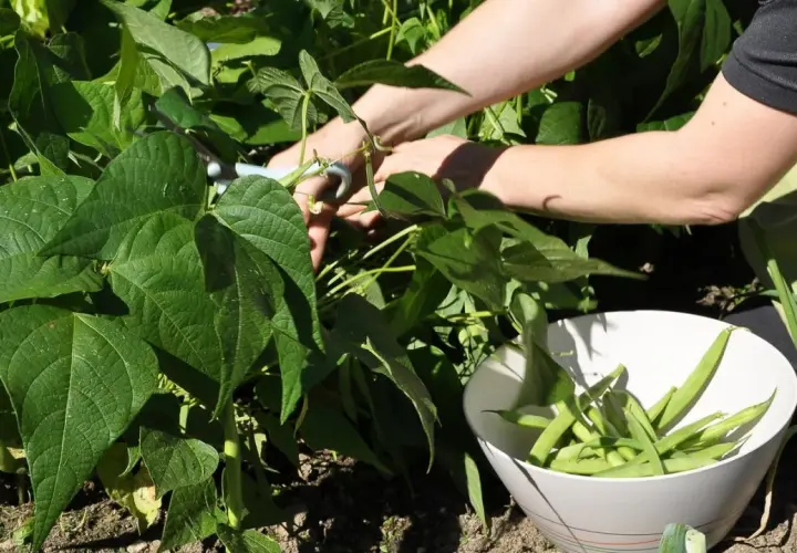 Hände ernten frische buschbohnen im hochbeet. Eine Schüssel füllt sich mit den grünen Bohnen.