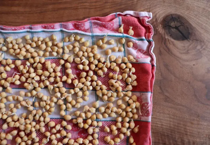 Kichererbsen keimen auf einem karierten Tuch. Kleine Keimlinge sprießen aus den hellbraunen Hülsenfrüchten, bereit für die nächste Mahlzeit.