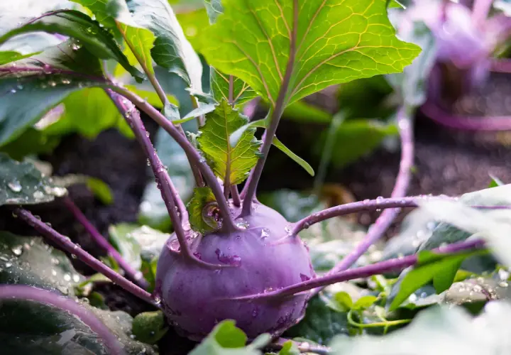 Ein lila Kohlrabi mit grünen Blättern und Wassertropfen. Der richtige Kohlrabi Abstand sorgt für gesundes Wachstum.
