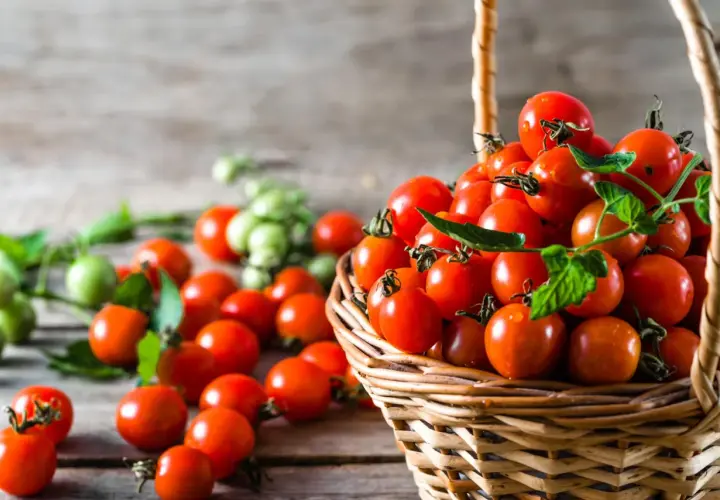 Korb voller reifer, saftiger honigtomaten, bereit zum Ernten. Grüne Tomaten im Hintergrund.