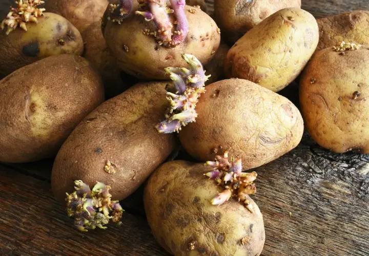Keimende Kartoffeln auf Holz. Bis wann kann man Kartoffeln pflanzen? Frühling ist die beste Zeit, um diese Knollen in die Erde zu bringen.