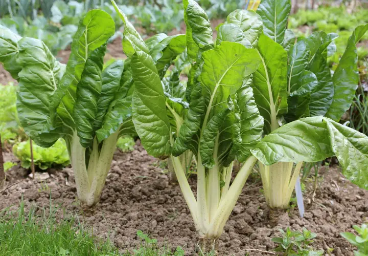 Frisch im Garten: Üppige mangold pflanzen mit großen, grünen Blättern und hellen Stielen wachsen im Beet.