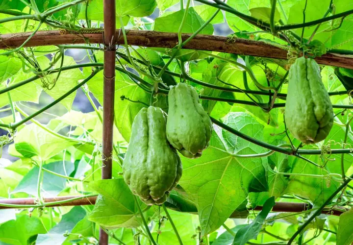 Grüne Chayote-Früchte hängen an einer Ranke. So einfach ist es, Chayote anzubauen und frische Früchte zu ernten.