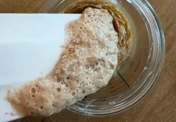 Schaumiger Sauerteig wird mit einem Spatel aus einem Glas geschabt. Die Blasen zeigen, wie lange muss sauerteig gehen, um reif zu sein.