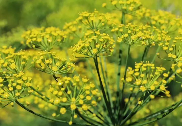 Nahaufnahme von gelben Doldenblüten, die zeigen, wie man Fenchel anbauen kann.