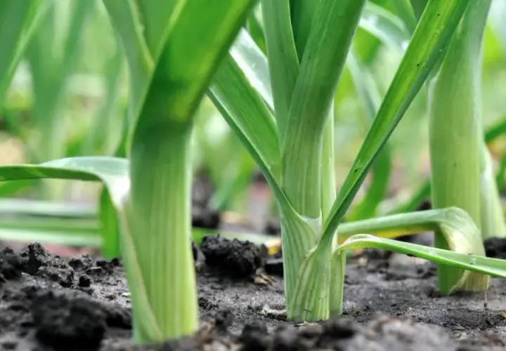 Grüner Lauch wächst dicht gedrängt in einem Hochbeet. Die langen, schlanken Stiele ragen aus dunkler Erde.