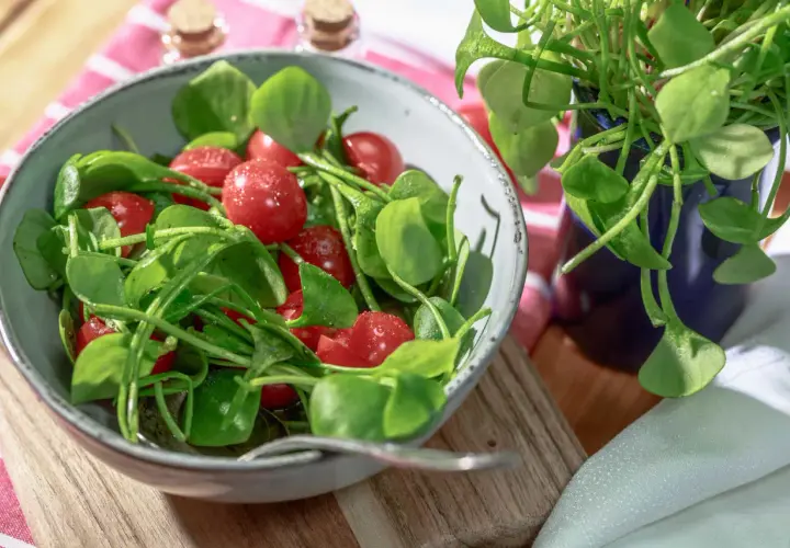 Frischer Postelein-Salat mit Kirschtomaten in einer Schüssel, bereit zum Genießen.