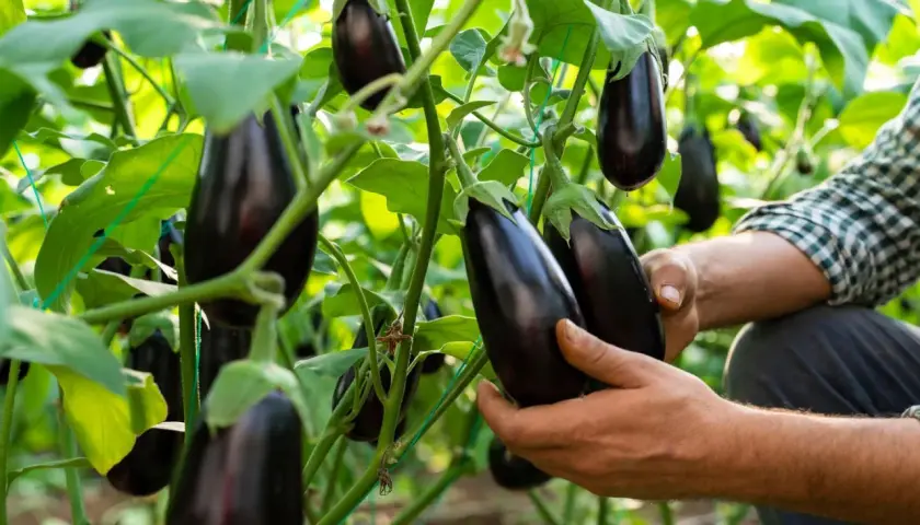 Hände prüfen reife Auberginen an der Pflanze. Die Erntezeit für das Aubergine pflanzen ist gekommen.