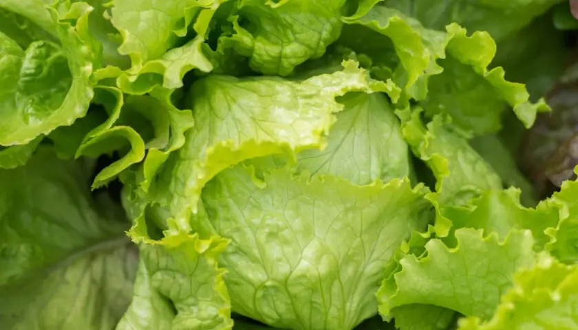 Nahaufnahme eines frisch gewachsenen Eisbergsalats. Die grünen, krausen Blätter sind perfekt für den Anbau von Salat.