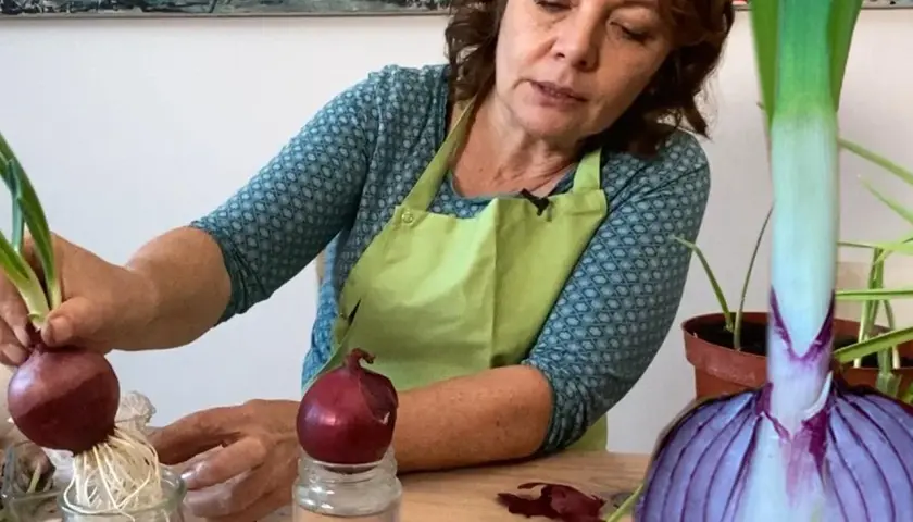 Frau zieht Zwiebeln aus Zwiebeln. Eine Zwiebel mit Wurzeln in einem Glas, daneben eine Zwiebel auf einem Glas. Eine große Zwiebelhälfte im Vordergrund.