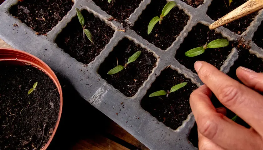 Kleine Tomatenpflanzen sprießen in Anzuchtschalen. Die Tomaten Aussaat beginnt, ein Finger berührt vorsichtig die Erde.