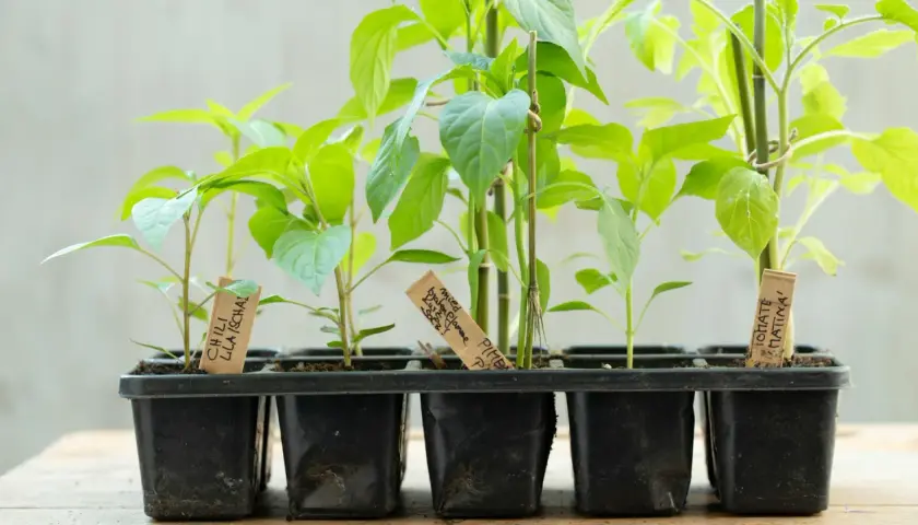 Junge Paprika-Pflanzen in Töpfen. Der richtige Abstand beim Paprika pflanzen ist wichtig für gesundes Wachstum.
